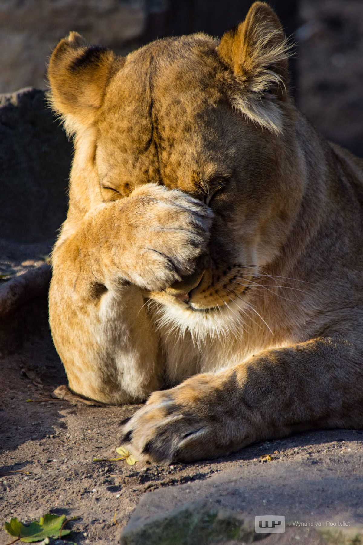 Artis Zoo - Amsterdam - The Netherlands