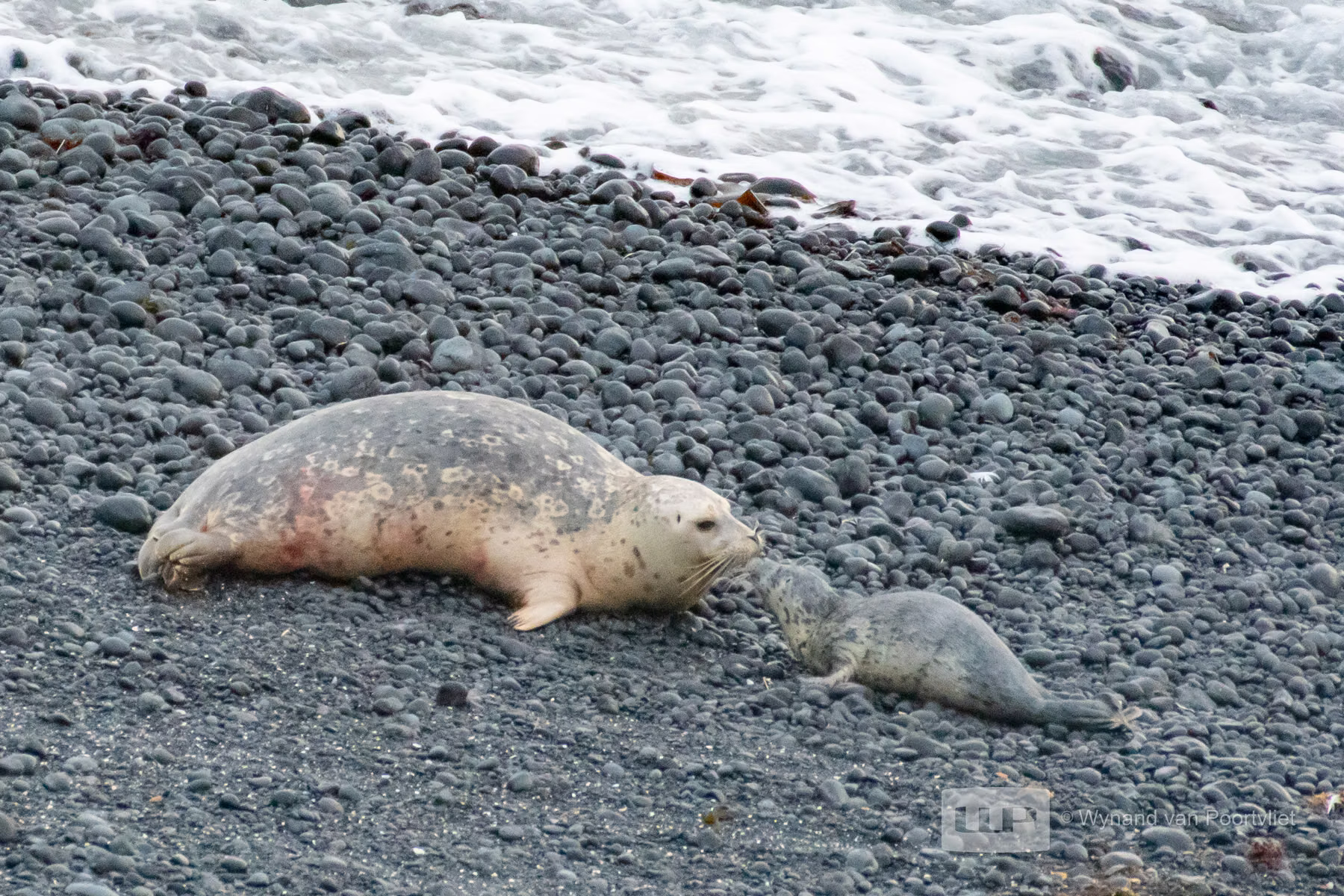 Harbor Seal - Newport - Oregon - USA