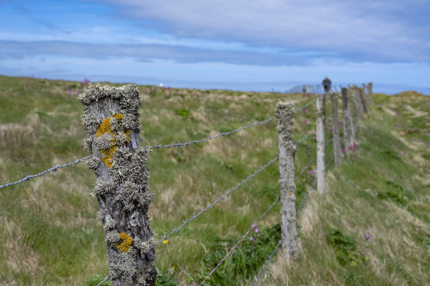 Bullers of Buchan & Longhaven Nature Reserve - Scotland (2026)