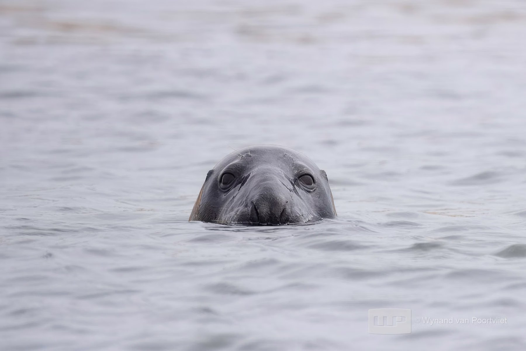 Grey Seal - Bullers of Buchan & Longhaven Nature Reserve - Scotland