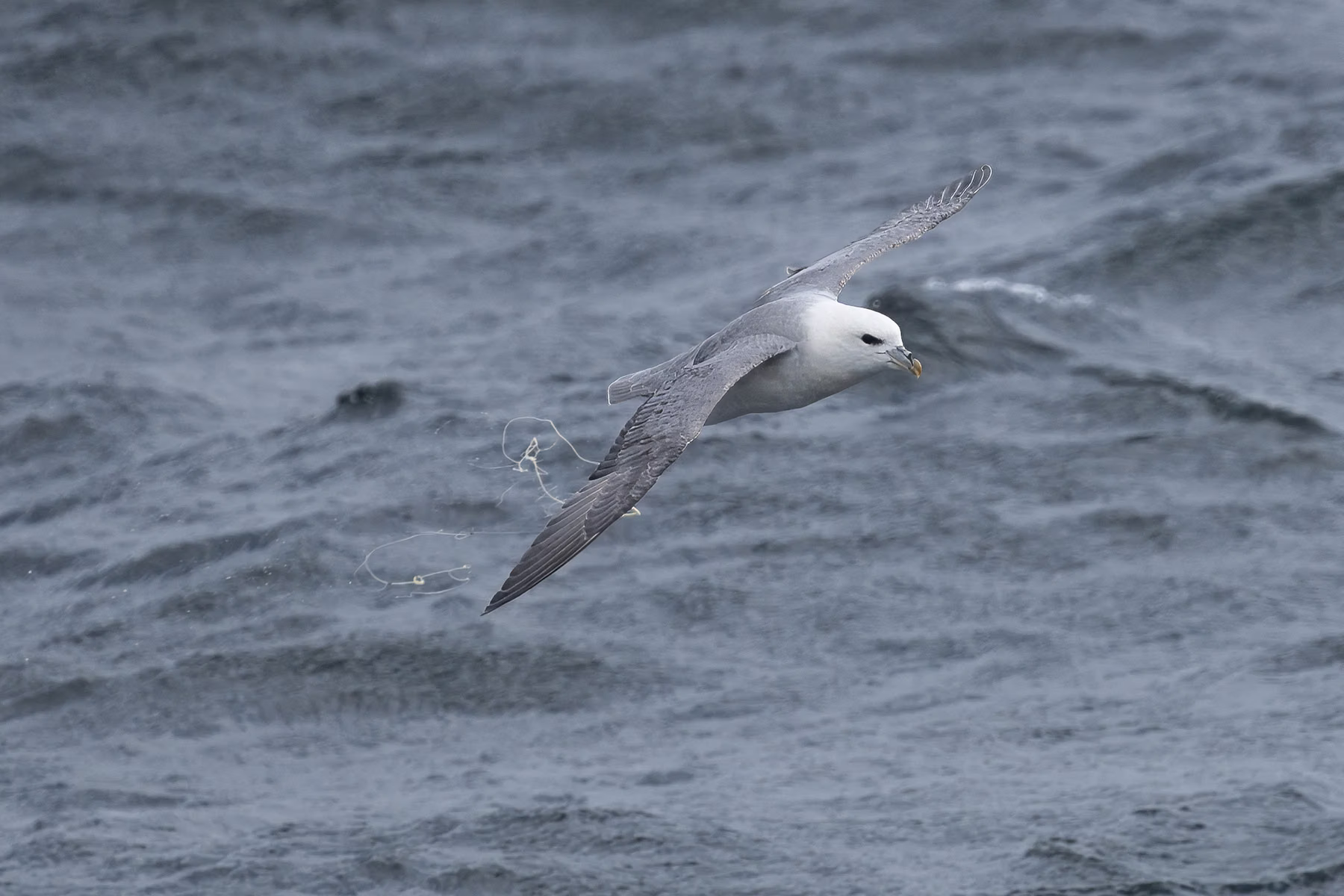Foula - Island in Scotland (2026)