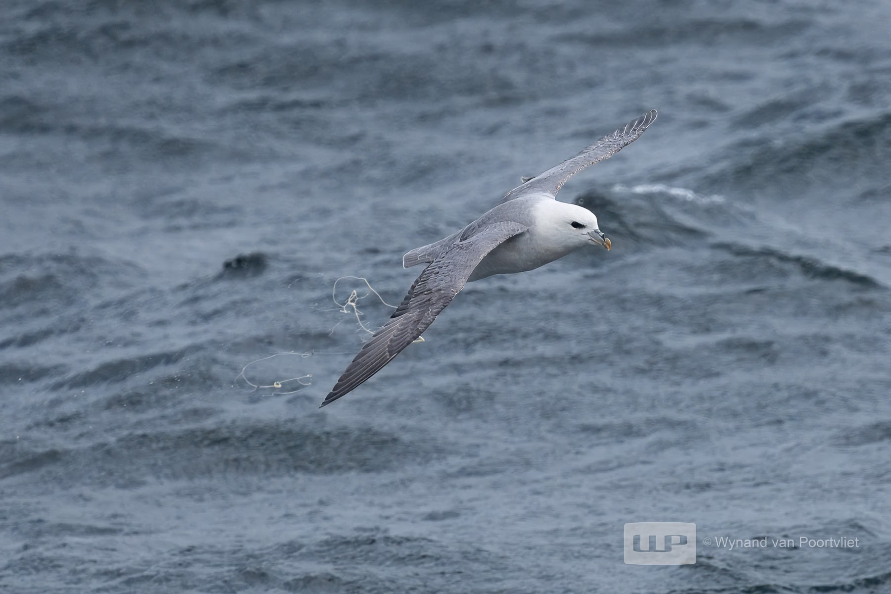 Northern Fulmar - Near Foula - Island in Scotland