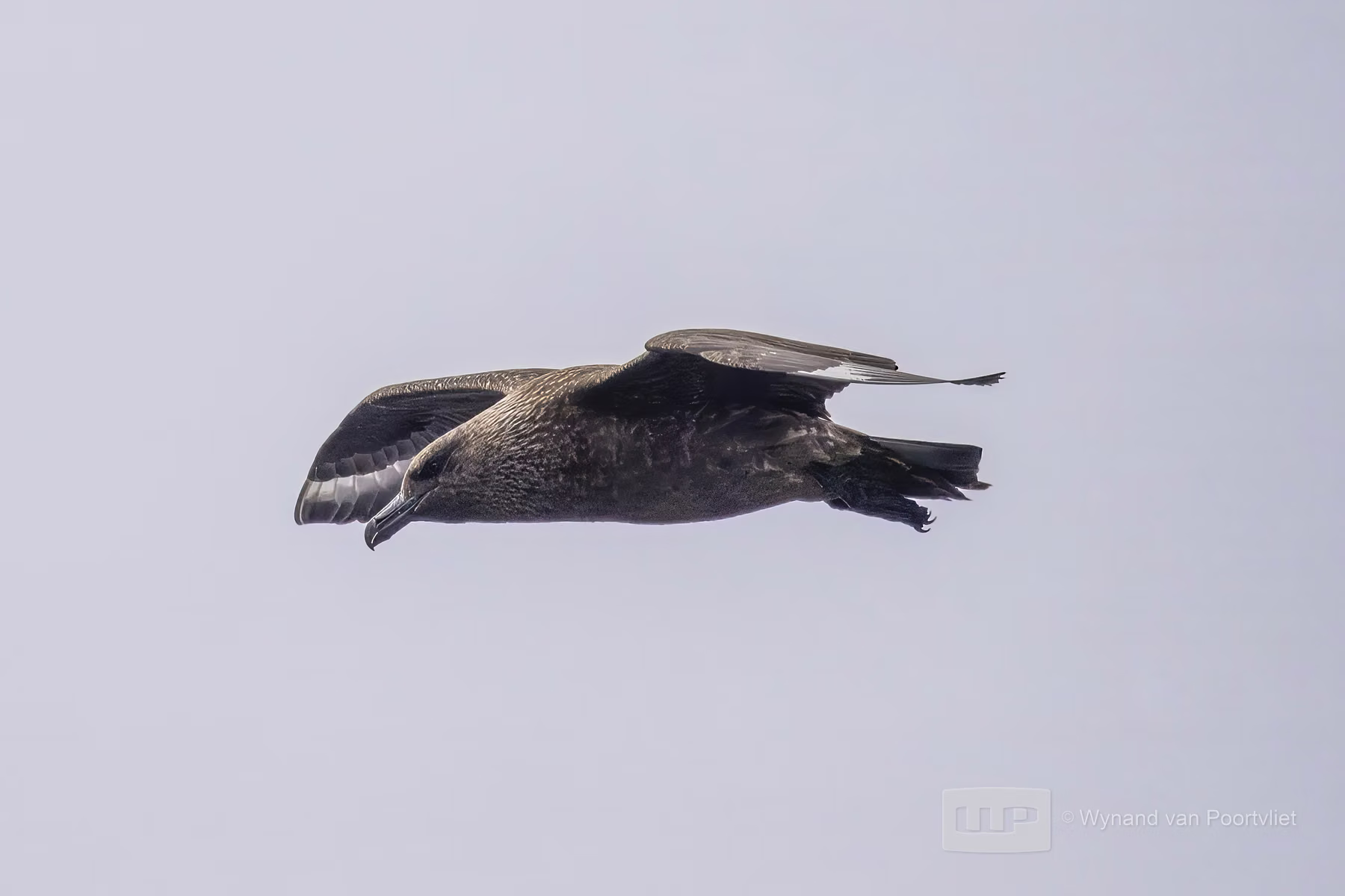 Great Skua - Near Foula - Island in Scotland (2026)