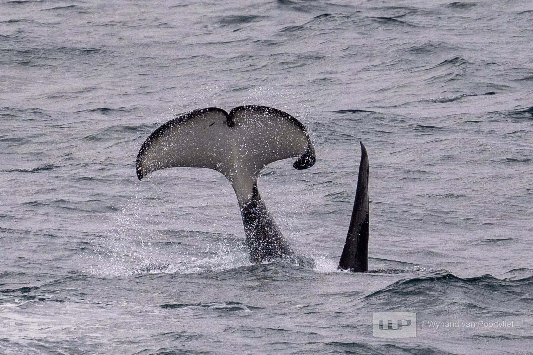 Orca - Near Jan Mayen - Beerenberg Island in Svalbard