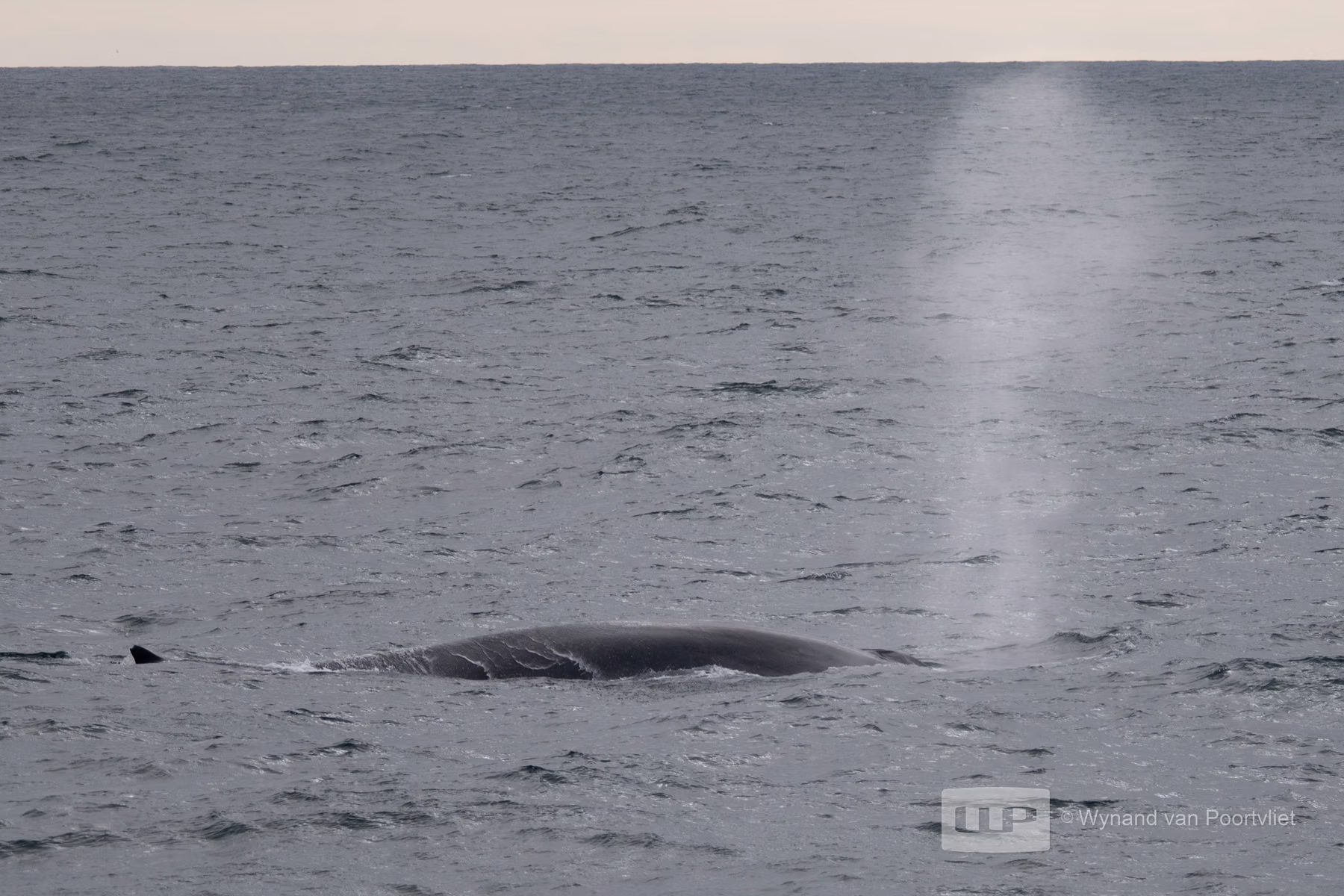 Fin Whale - Near Jan Mayen - Beerenberg Island in Svalbard