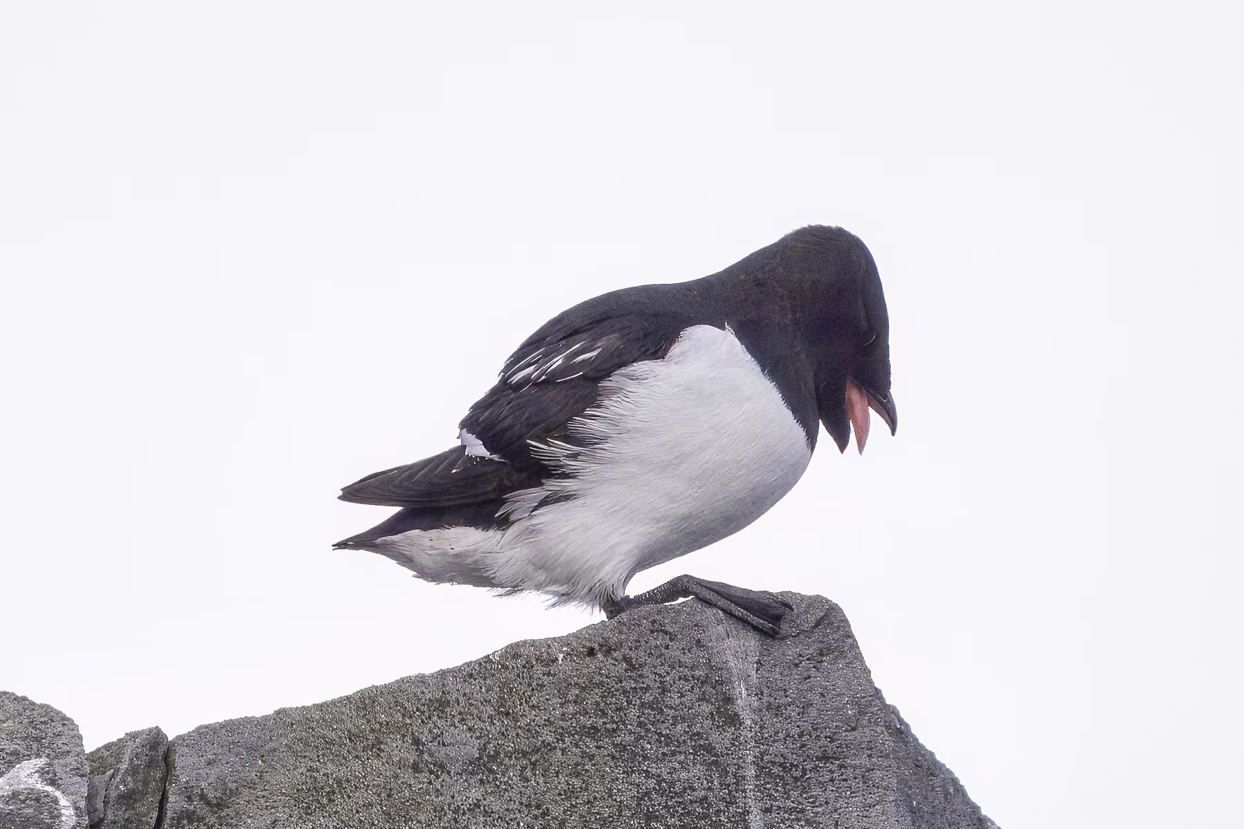 Jan Mayen - Beerenberg Island in Svalbard (2026)