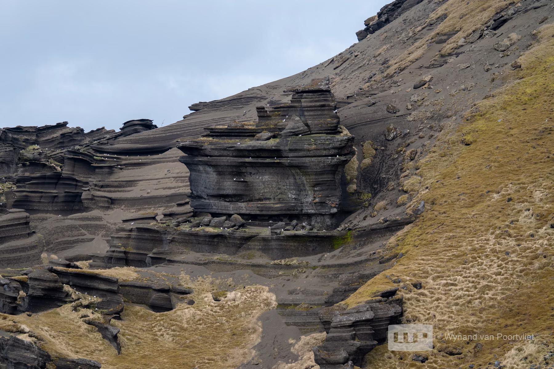 Puffin - Jan Mayen - Beerenberg Island in Svalbard