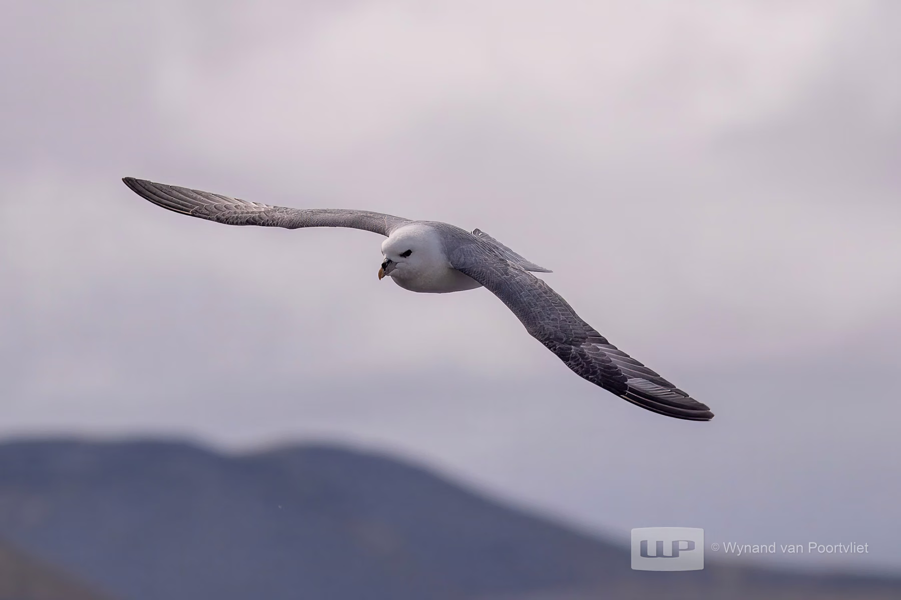 Northern Fulmar - Jan Mayen - Island in Svalbard