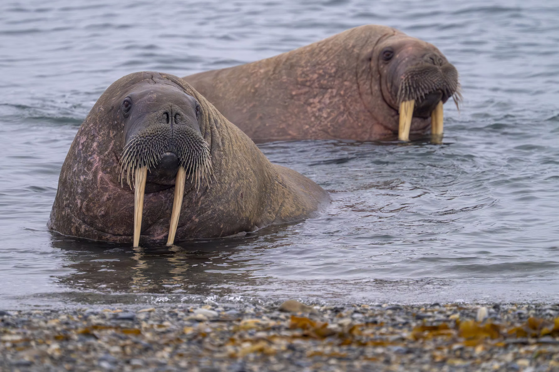 Poolepynten, Prins Karls Forland, Svalbard (2026)