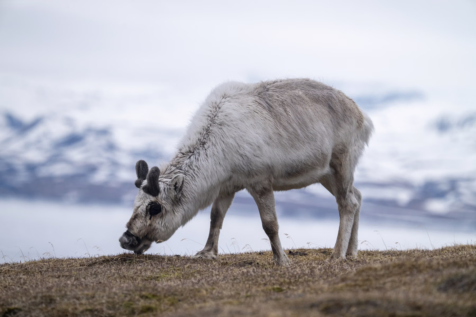 Alkhornet, Spitsbergen, Svalbard (2026)