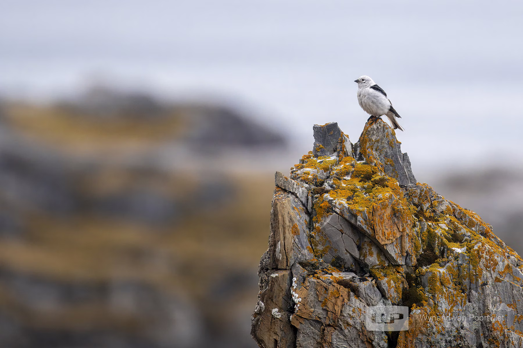 Snow Bunting - Alkhornet, Spitsbergen, Svalbard (2026)