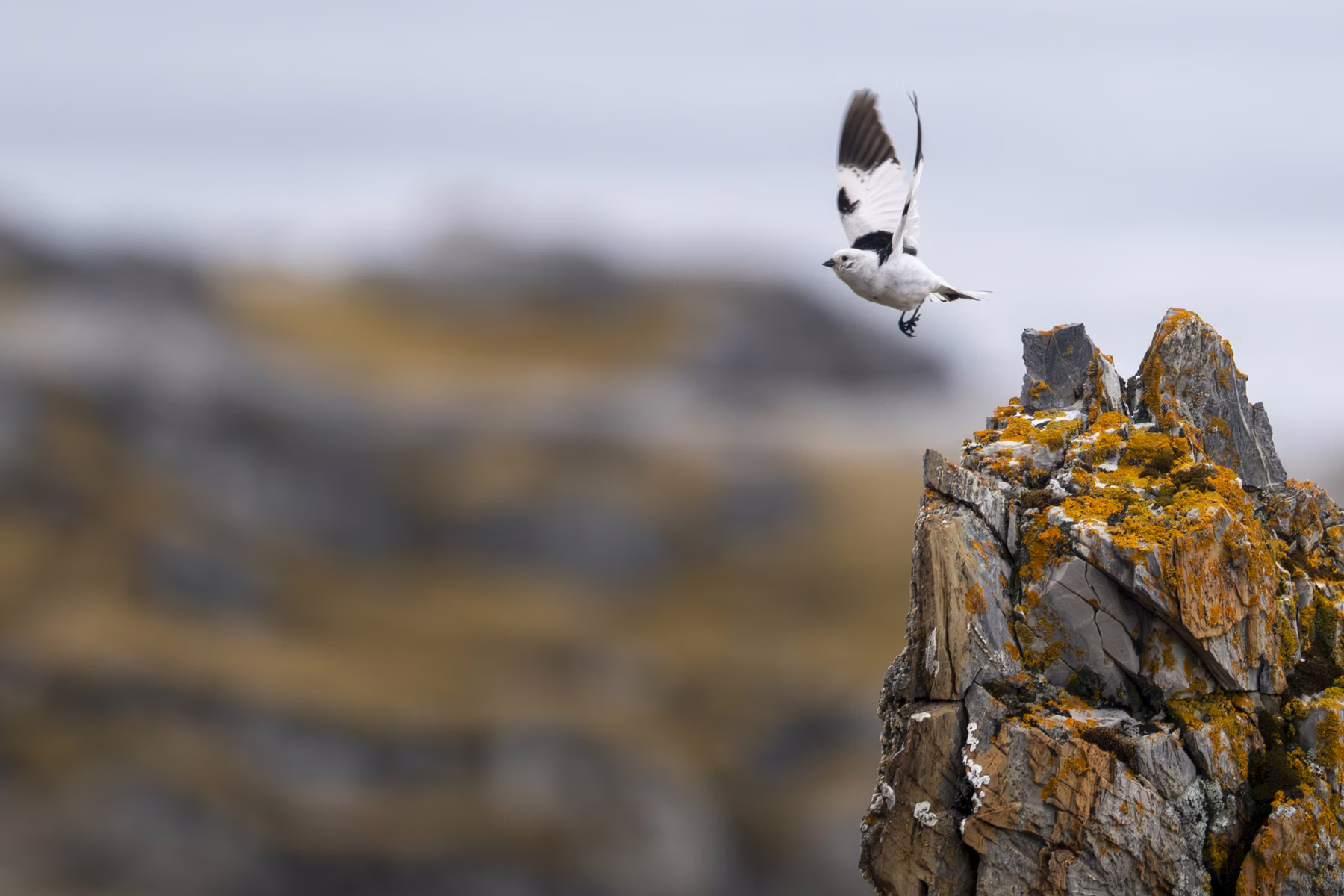 Alkhornet, Spitsbergen, Norway (2026)