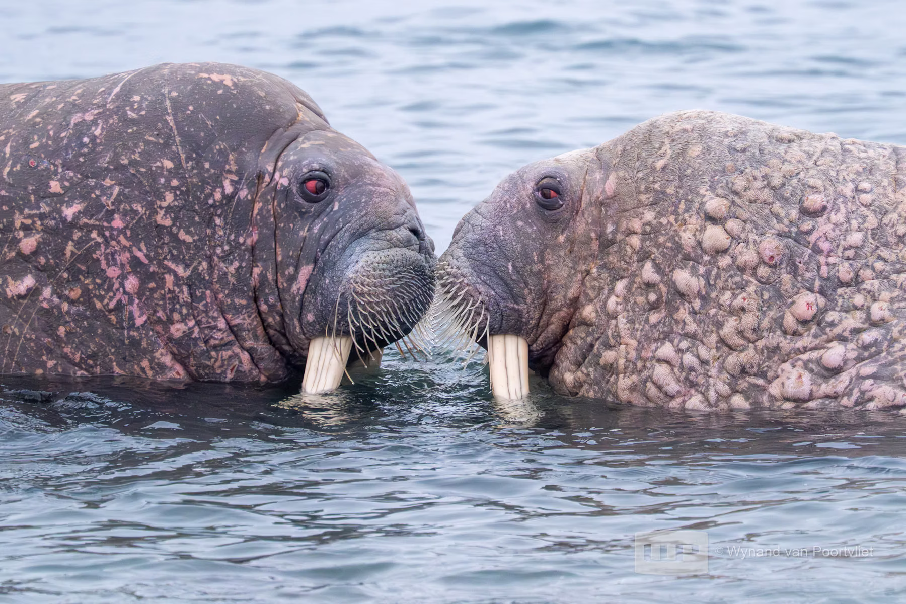 Walruses - Poolepynten, Prins Karls Forland, Svalbard