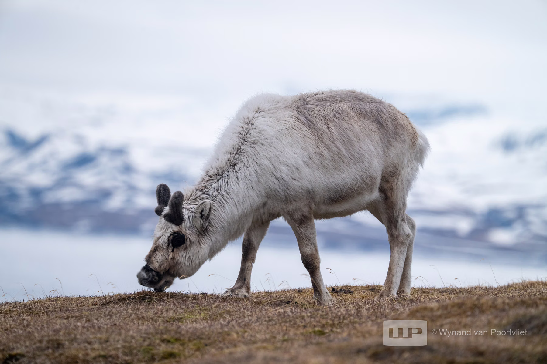 Reindeer - Alkhornet, Spitsbergen, Svalbard