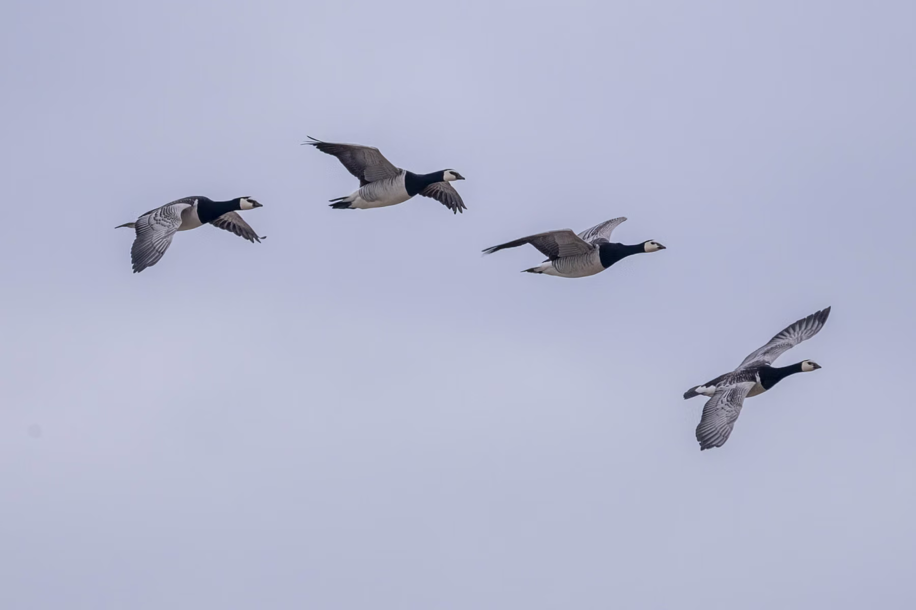 Alkhornet, Spitsbergen, Svalbard (2026)