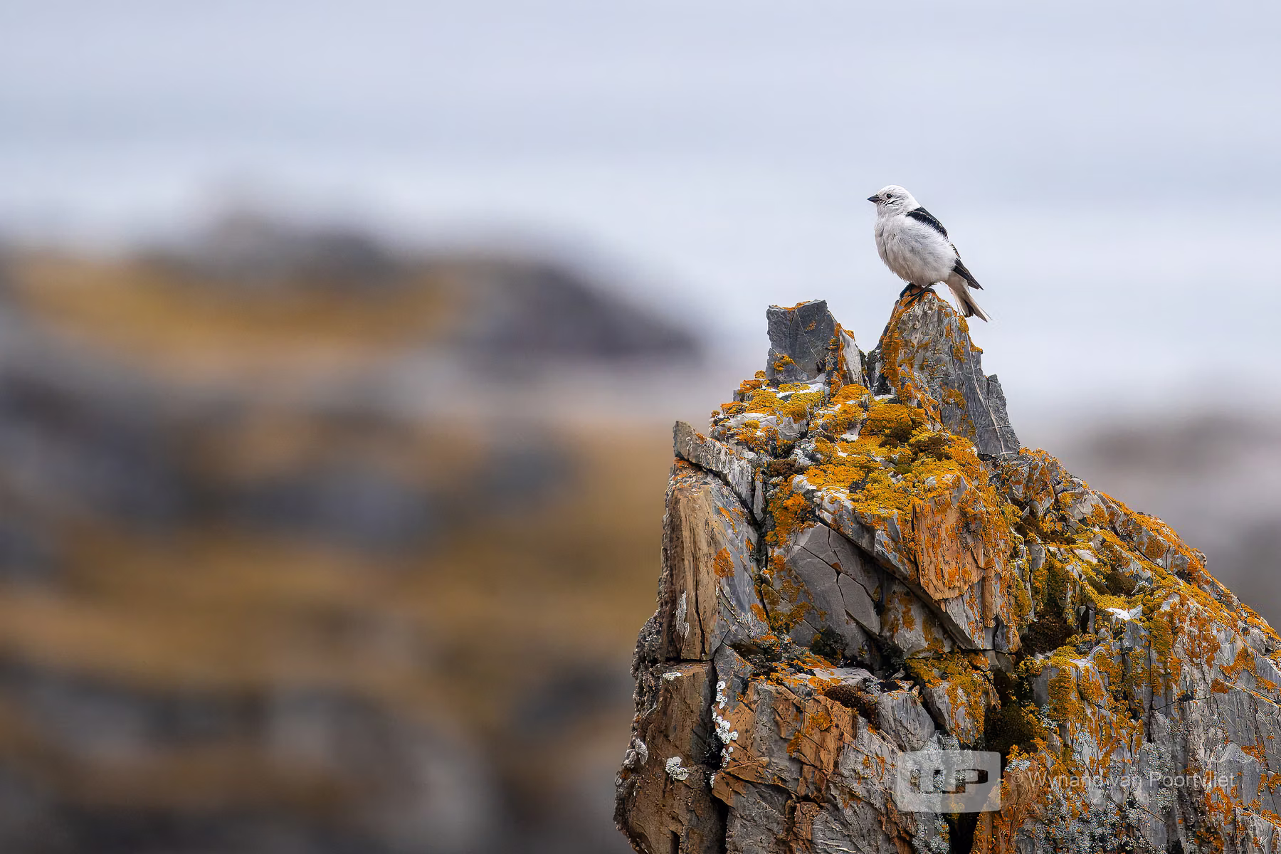 Snow Bunting - Alkhornet, Spitsbergen, Svalbard