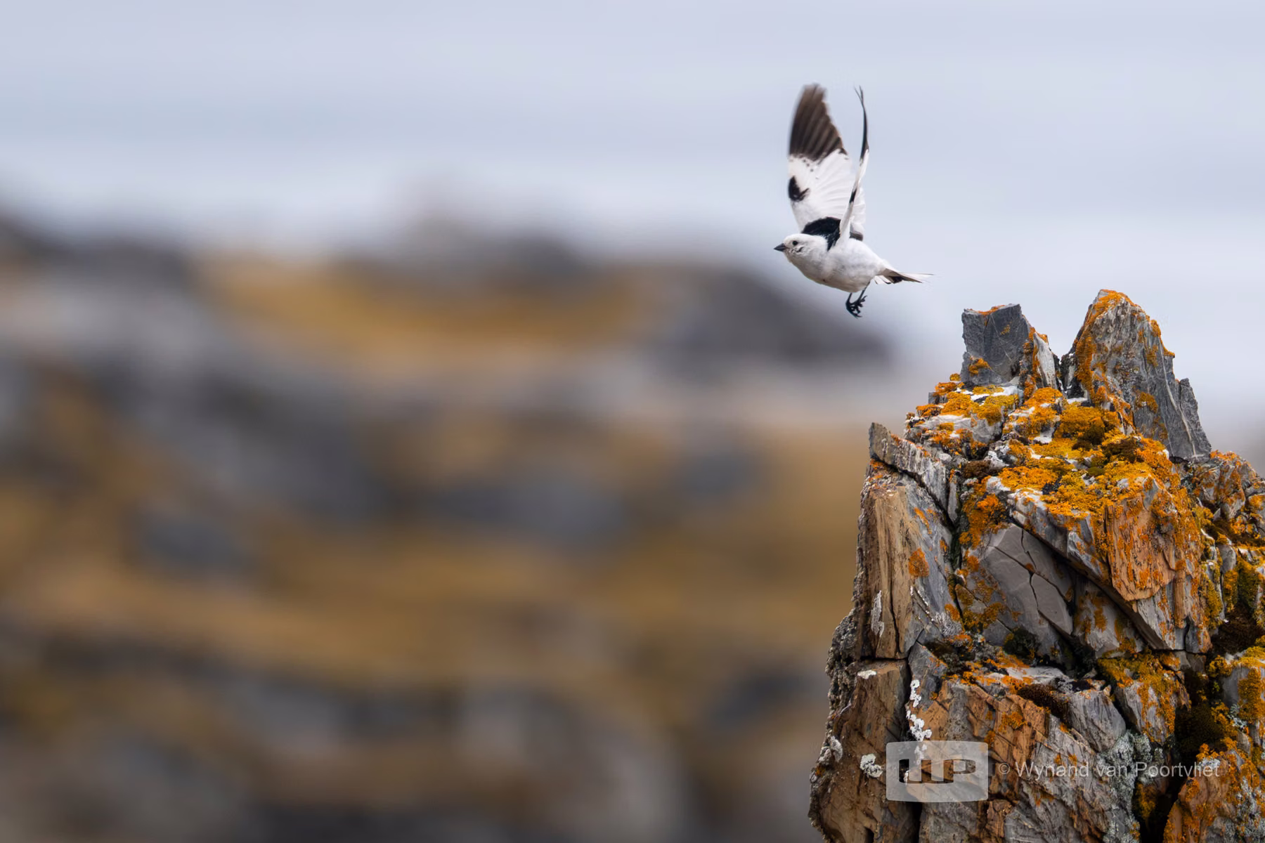 Snow Bunting - Alkhornet, Spitsbergen, Svalbard
