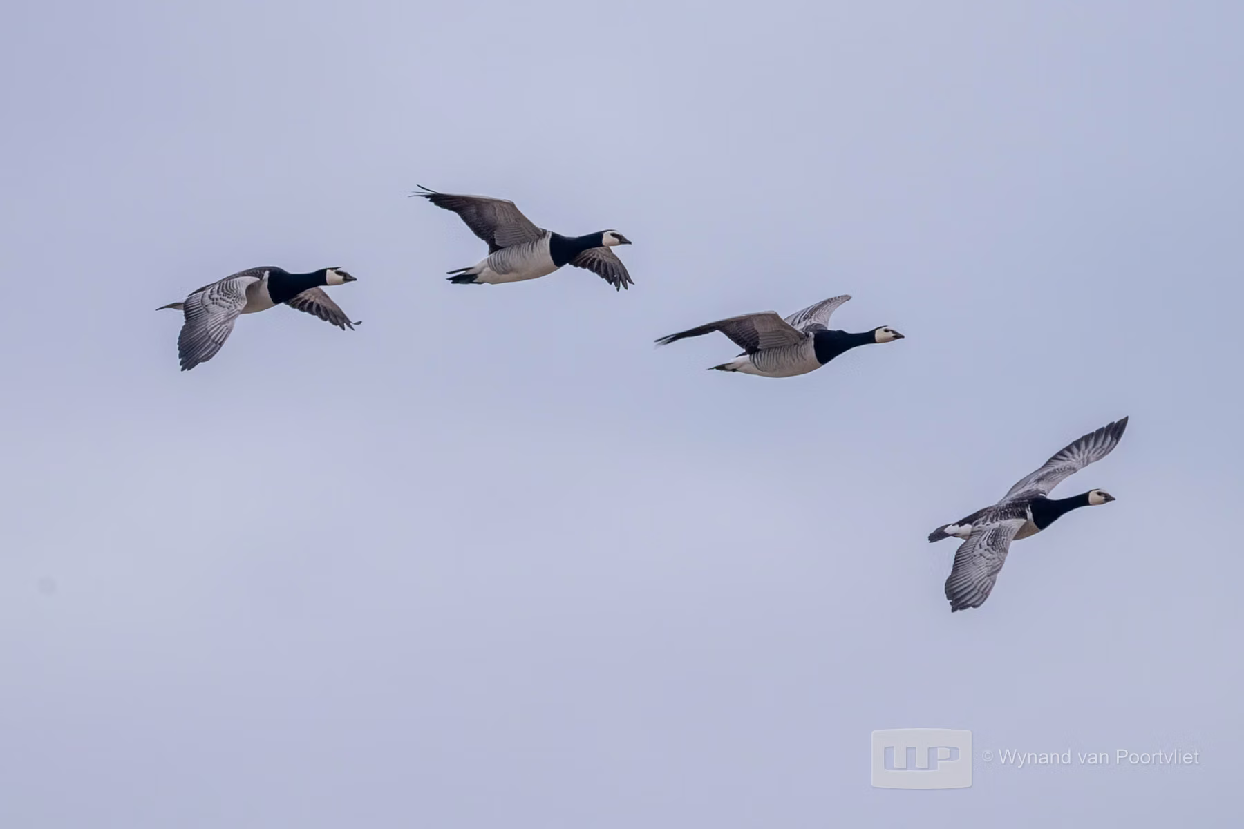 Barnacle Geese - Alkhornet, Spitsbergen, Svalbard