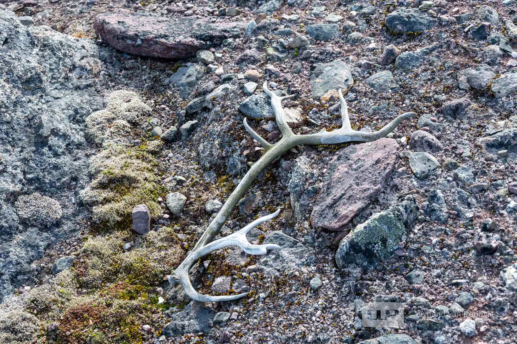 Reindeer Antlers - Hamilton Bukta, Spitsbergen, Svalbard
