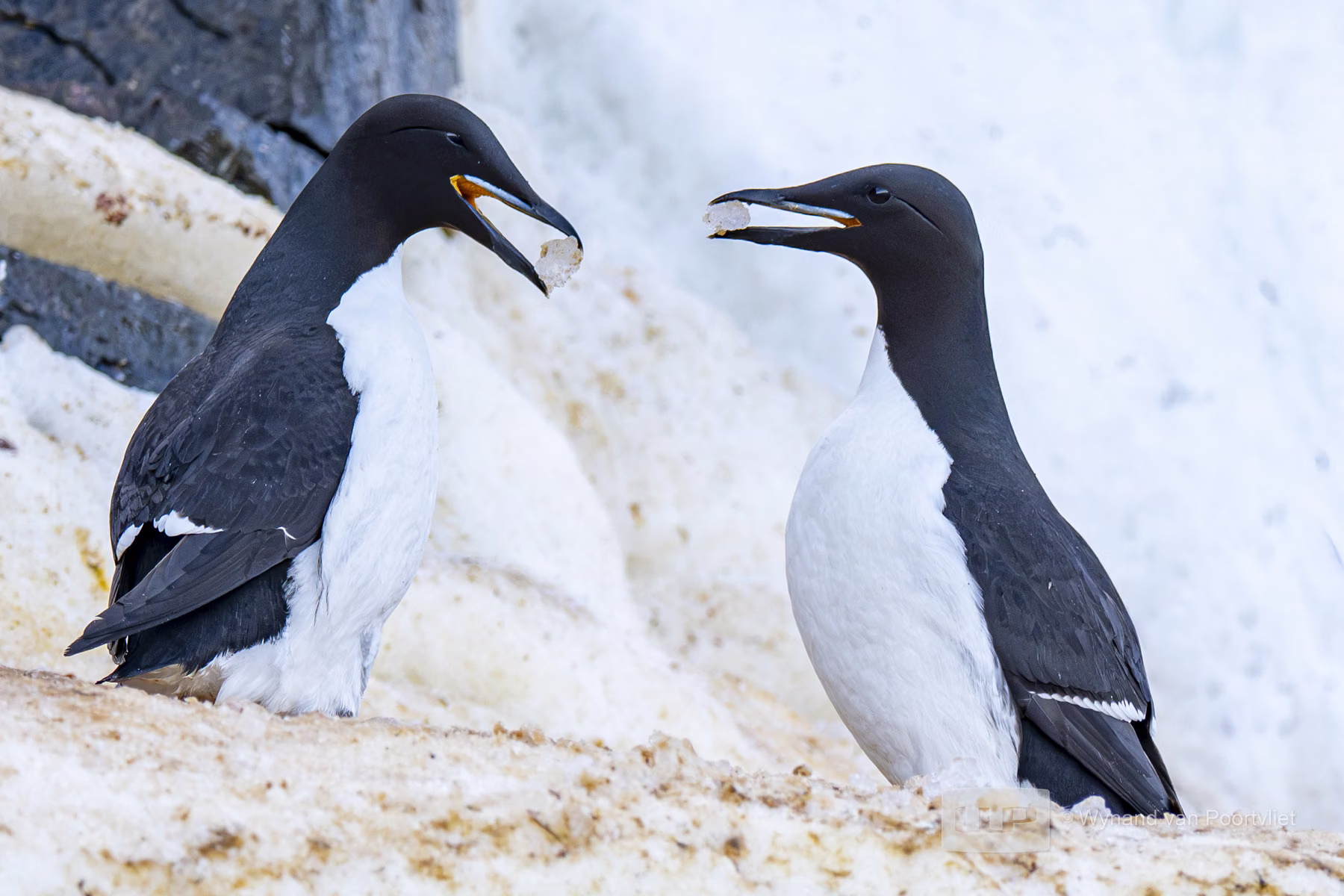 Common Guillemot - Alkefjellet, Spitsbergen, Svalbard (2026)
