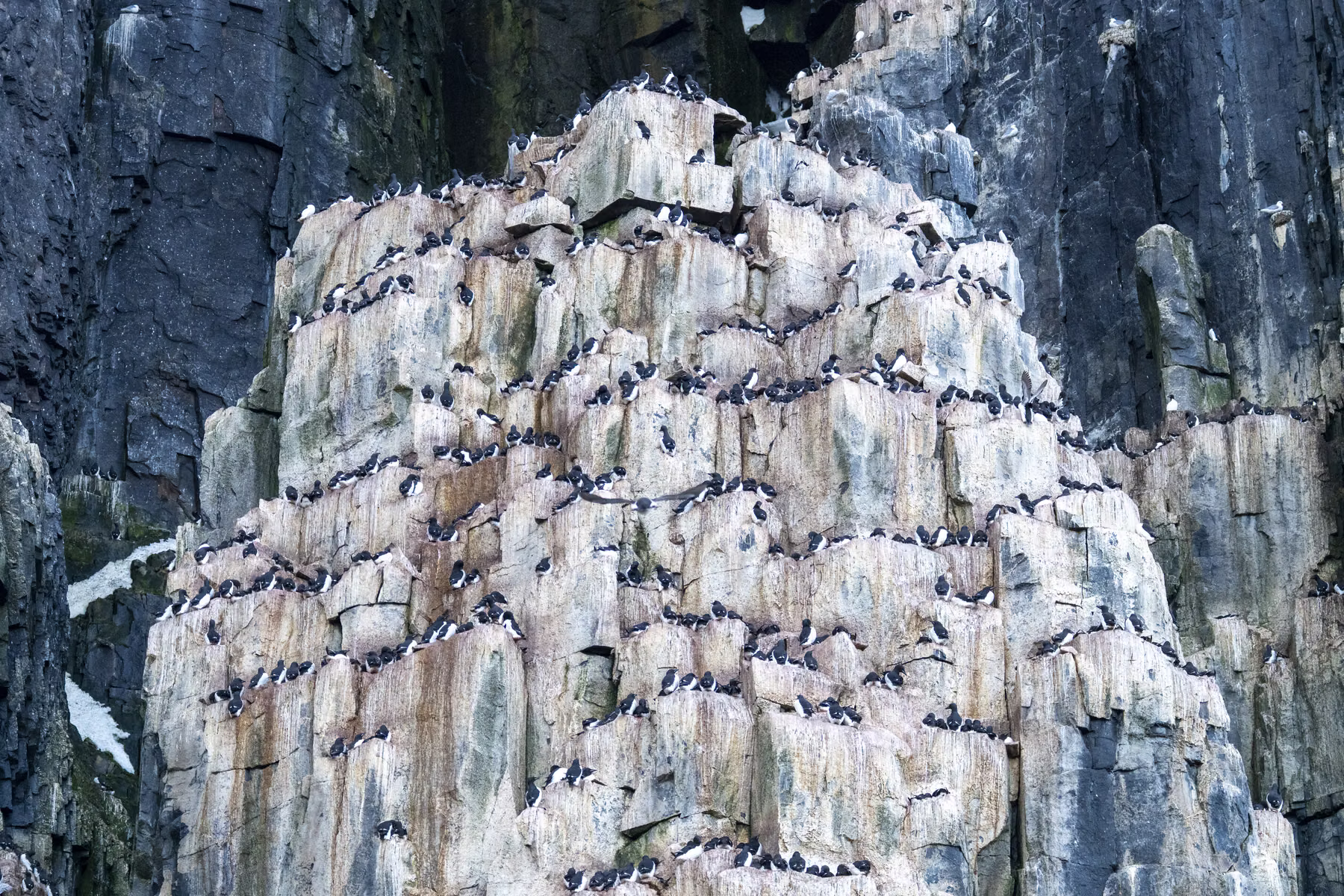 Alkefjellet, Spitsbergen, Svalbard (2026)