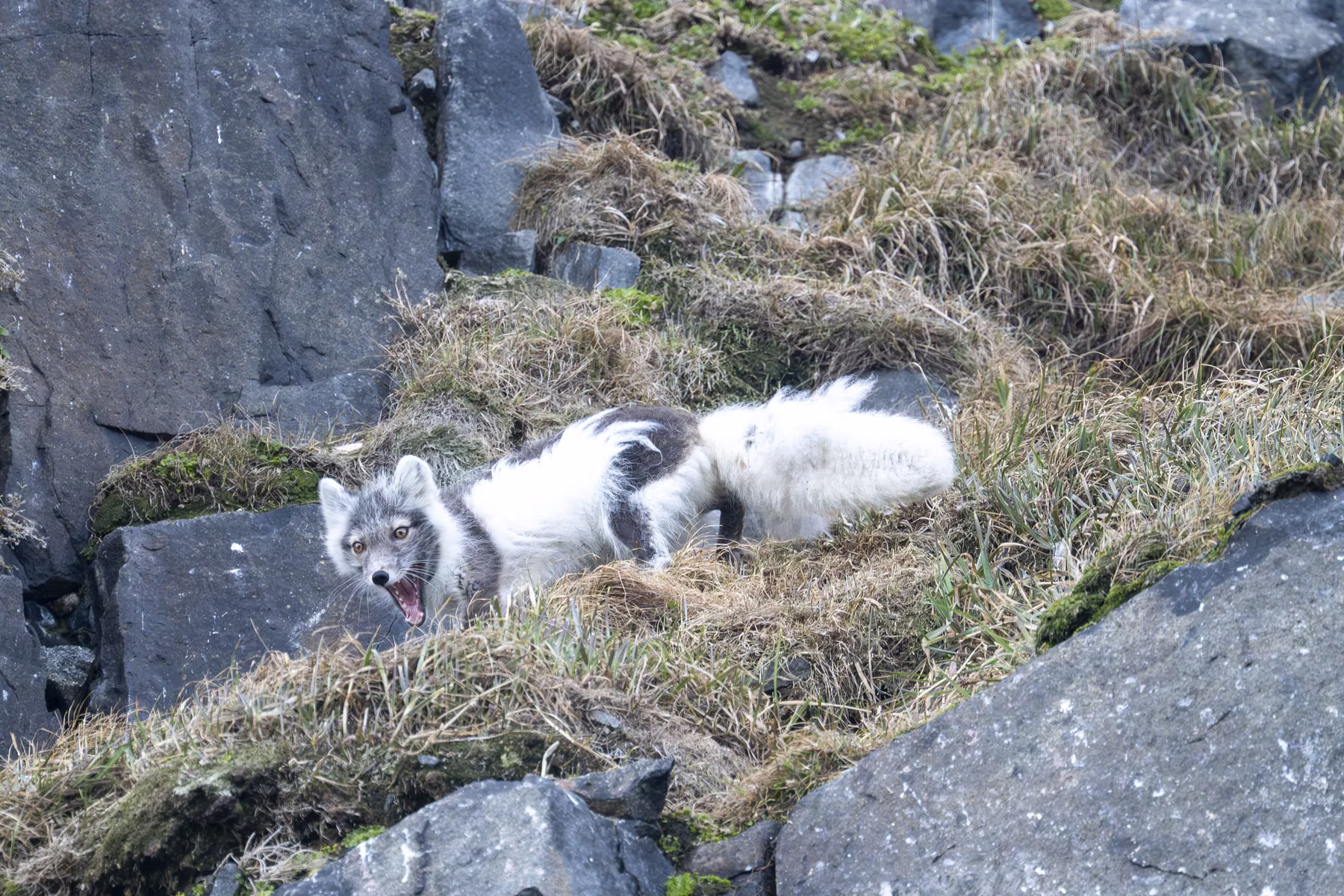 Alkefjellet, Spitsbergen, Svalbard (2026)