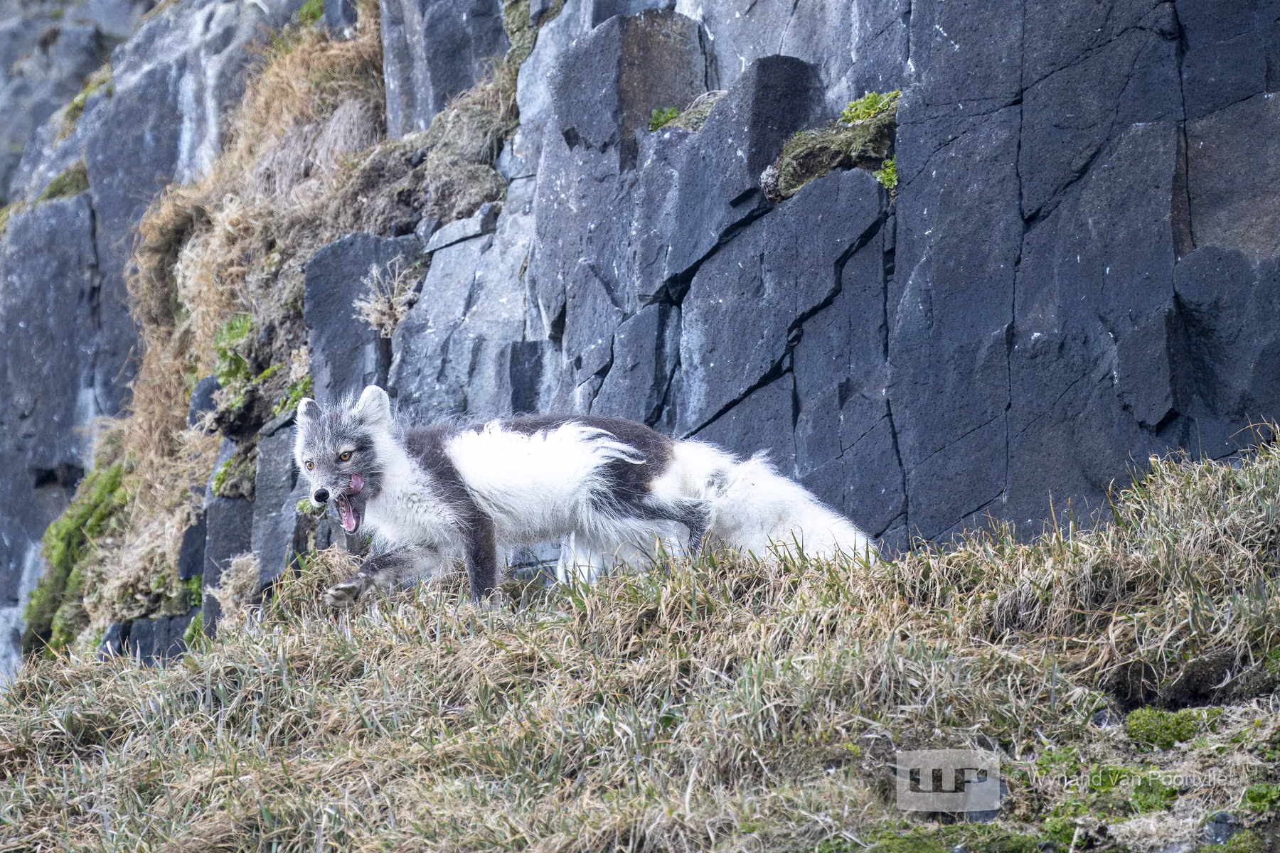 Arctic Fox -Alkefjellet, Spitsbergen, Svalbard (2026)