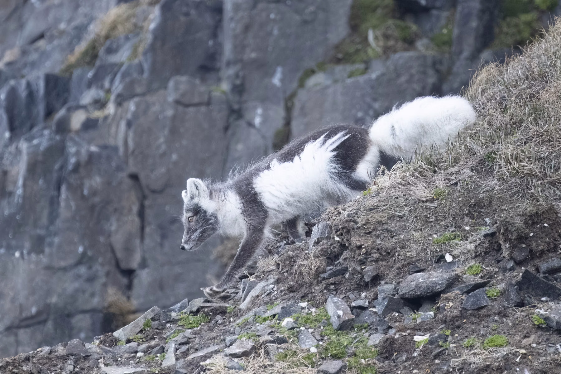 Alkefjellet, Spitsbergen, Svalbard (2026)