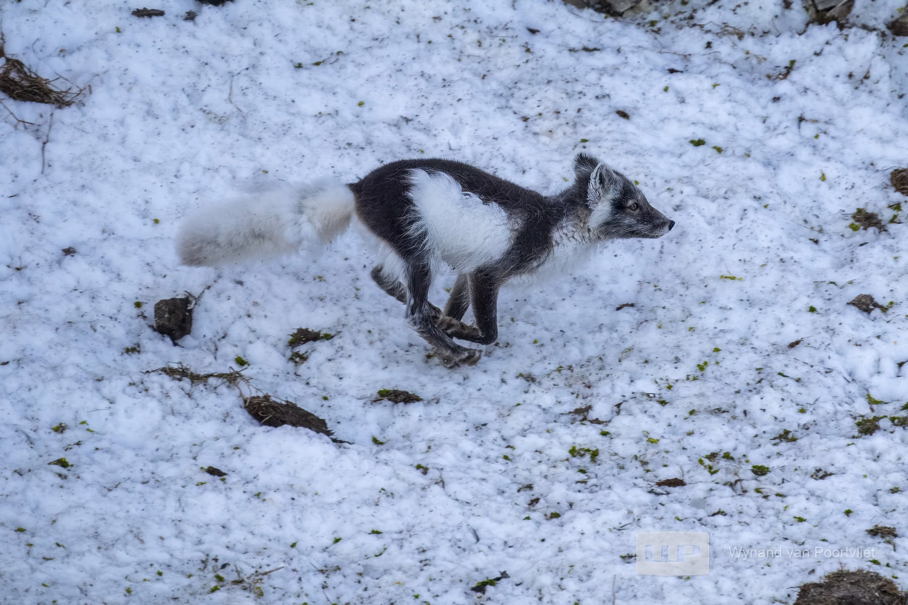 Arctic Fox -Alkefjellet, Spitsbergen, Svalbard (2026)