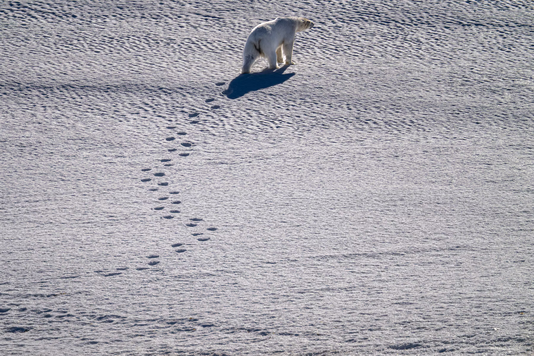 Polar Bear - Martensøya, Spitsbergen, Svalbard (2026)