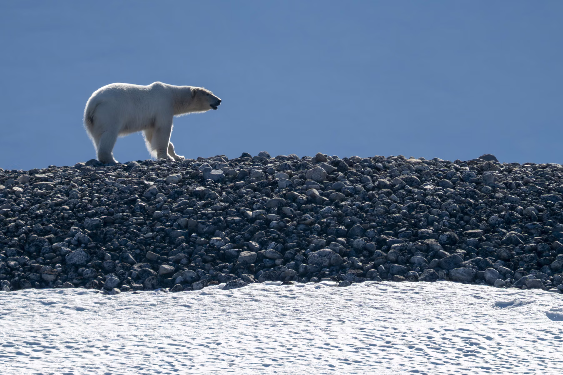 Martensøya, Spitsbergen, Svalbard (2026)