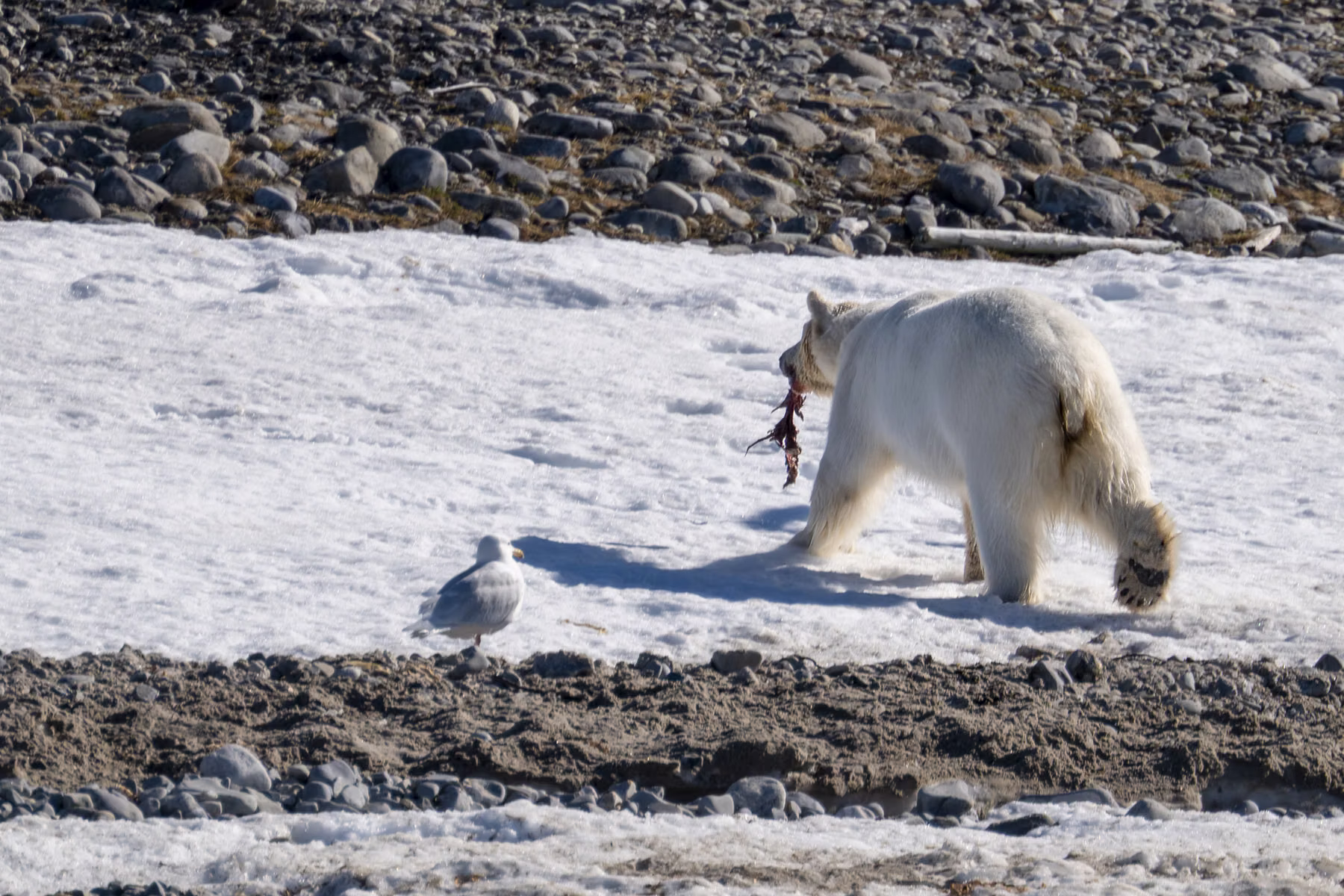 Martensøya, Spitsbergen, Svalbard (2026)
