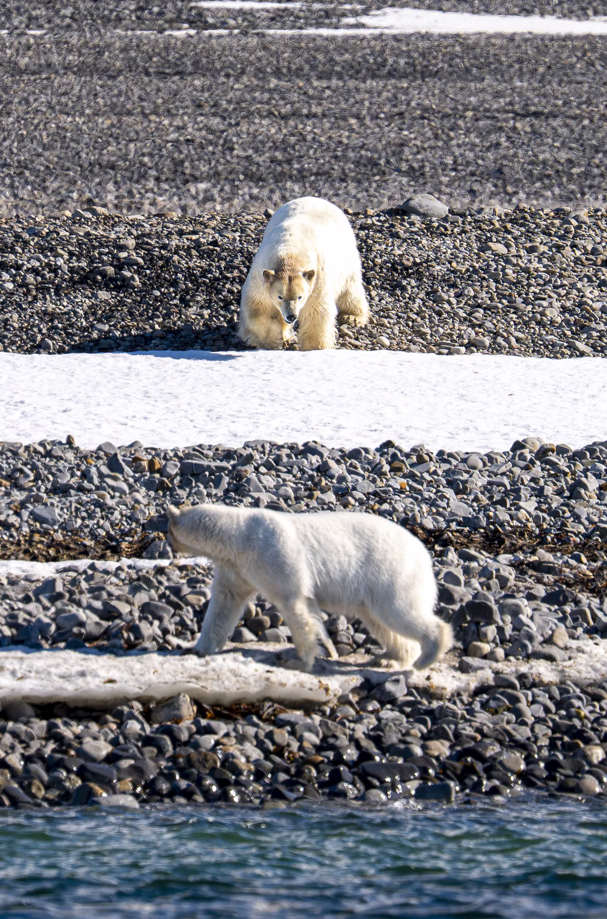 Martensøya, Spitsbergen, Svalbard (2026)