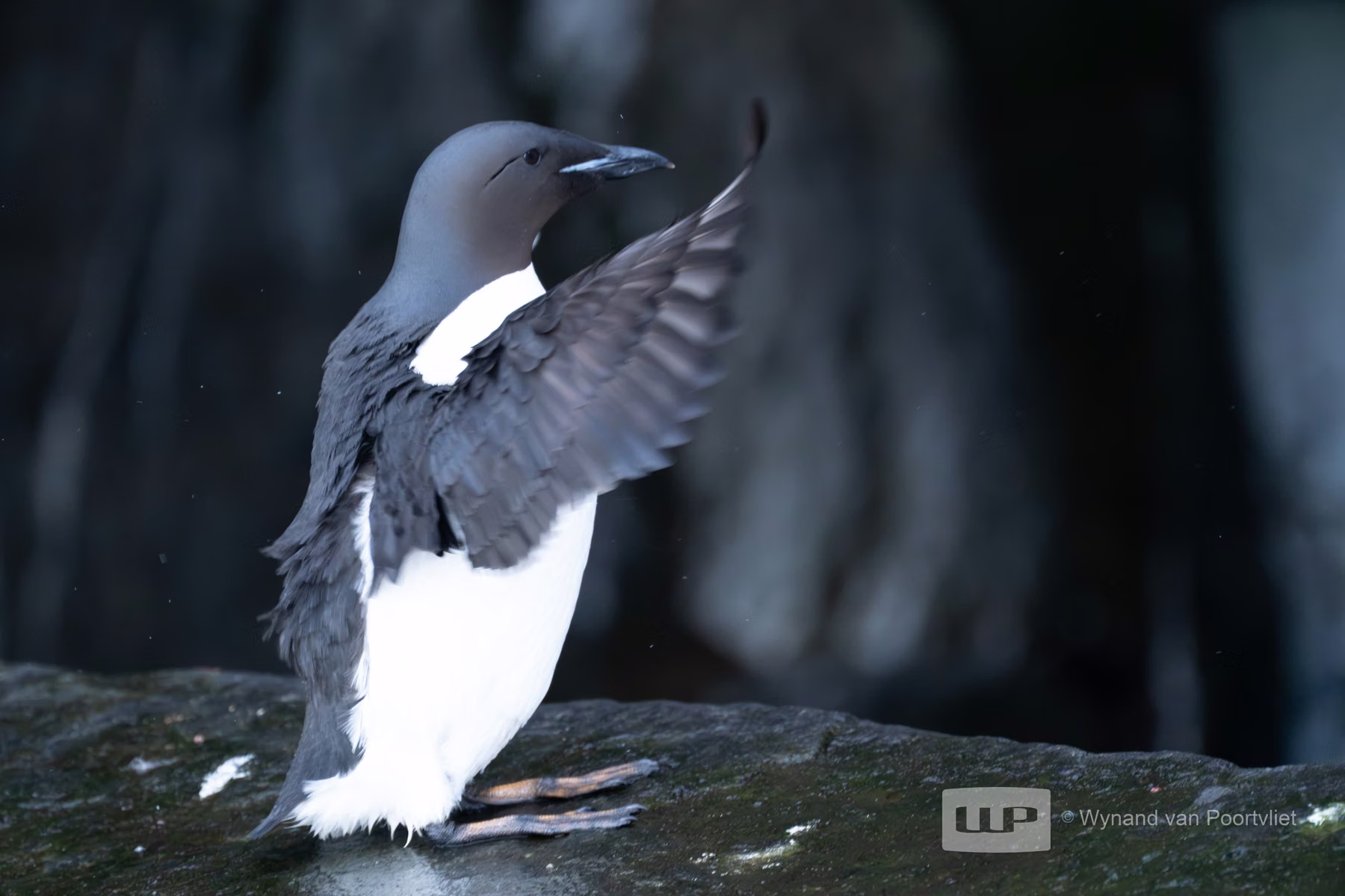 Common Guillemot - Alkefjellet, Spitsbergen, Svalbard