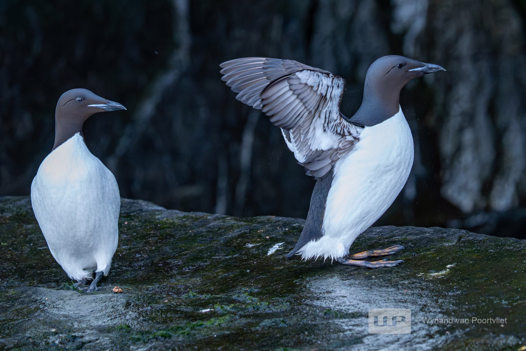 Common Guillemot - Alkefjellet, Spitsbergen, Svalbard