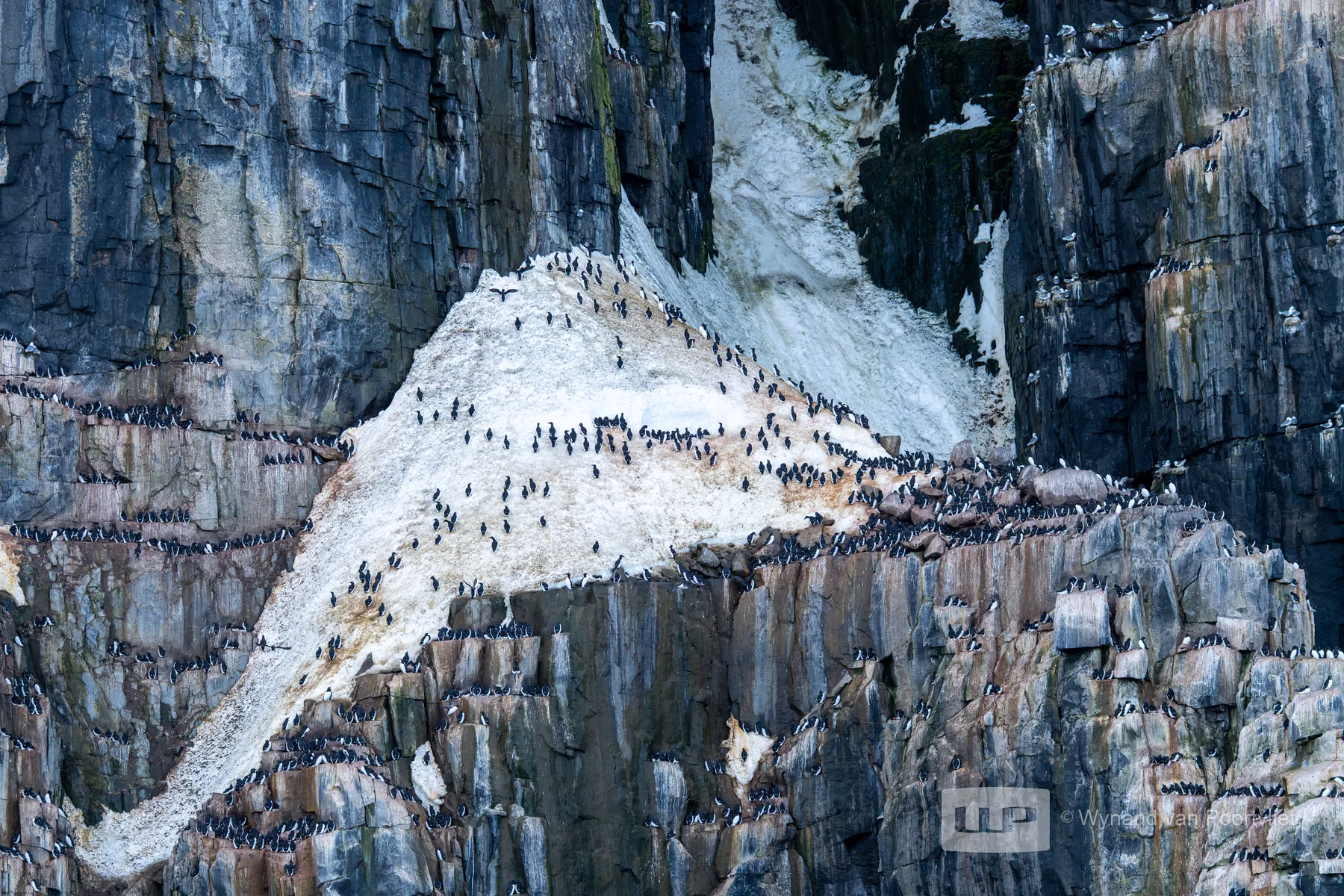 glaucous Gull - Raudfjorden, Spitsbergen, Svalbard