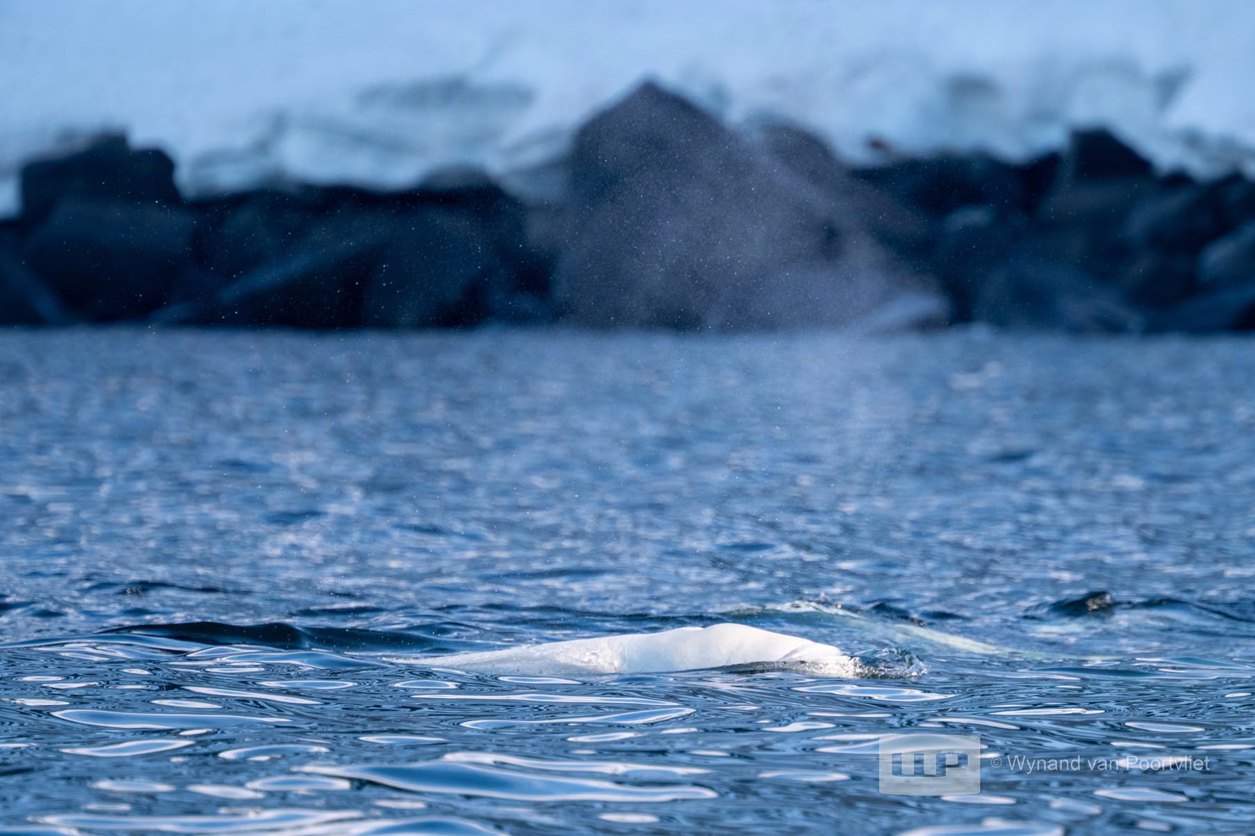 Beluga Whale - Alkefjellet, Spitsbergen, Svalbard