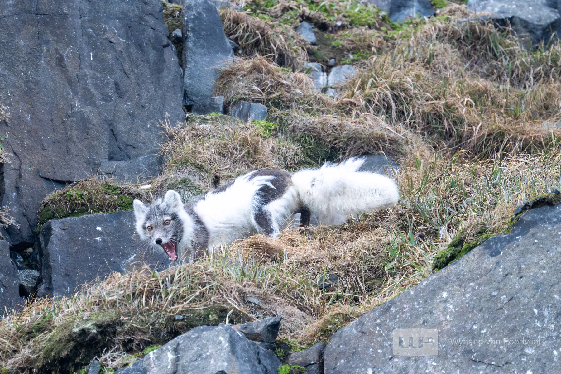 Arctic Fox - Alkefjellet, Spitsbergen, Svalbard