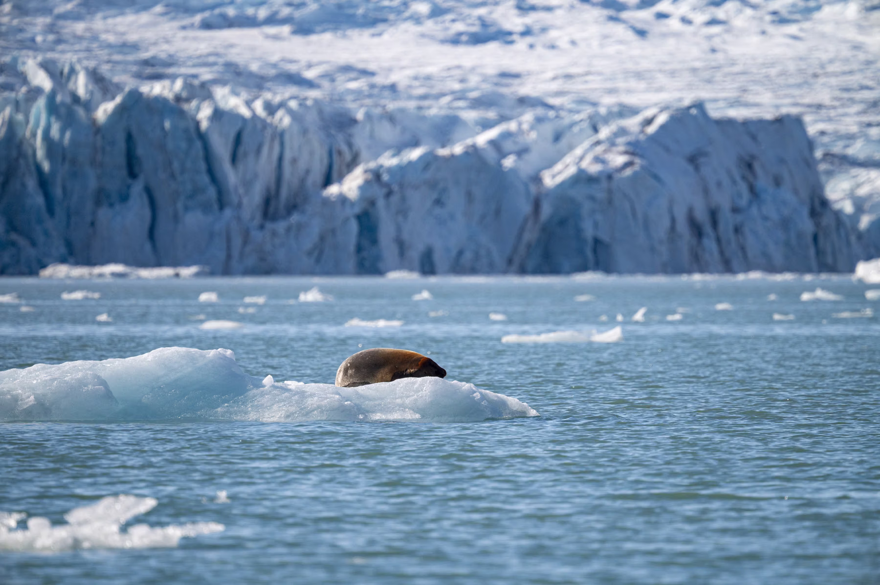 Liefdeflord - Monacobreen, Spitsbergen, Svalbard (2026)