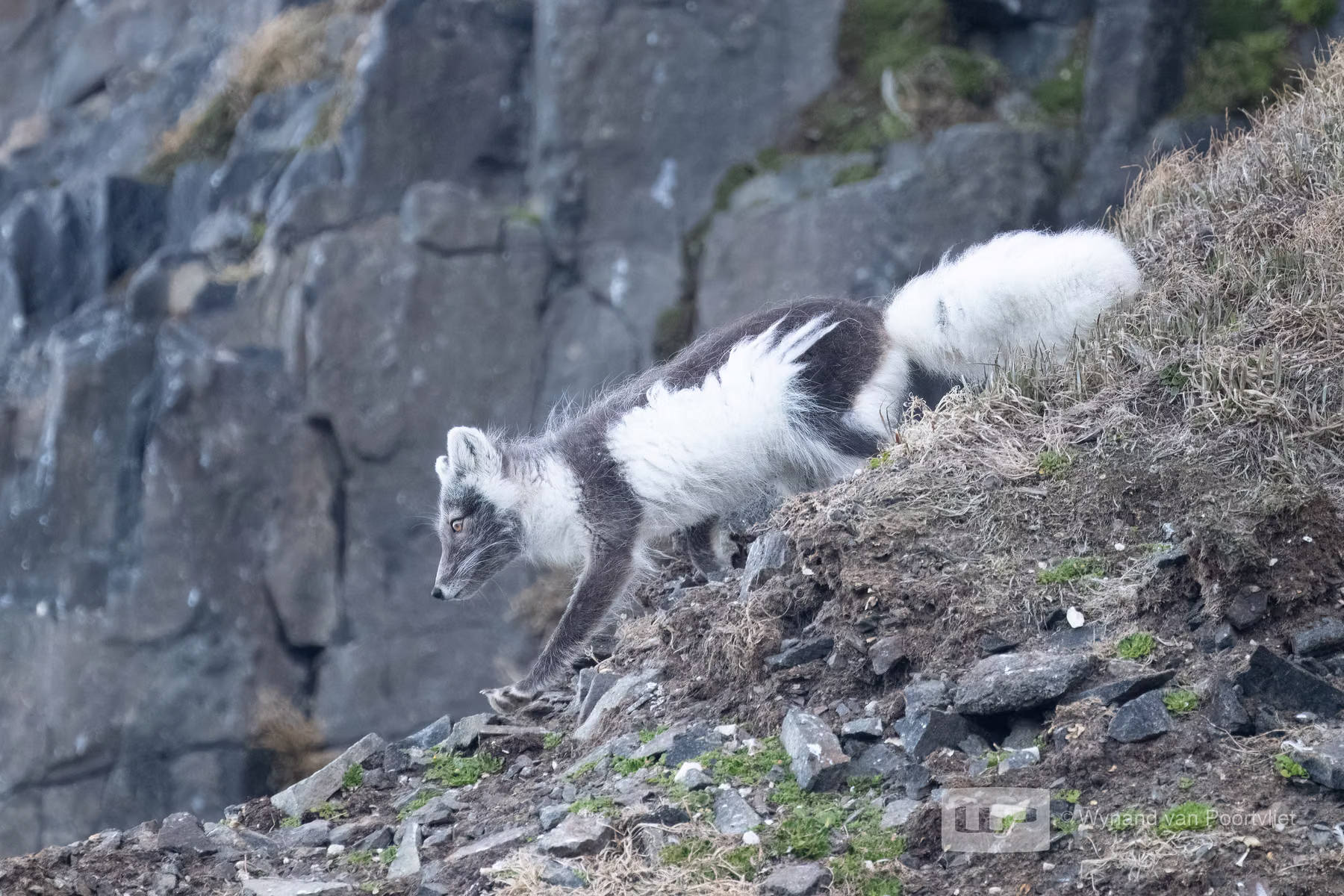 Arctic Fox - Alkefjellet, Spitsbergen, Svalbard