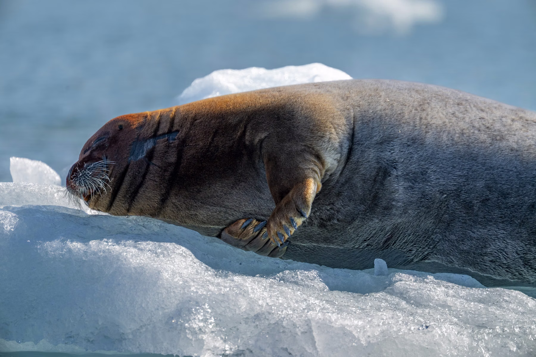 Liefdeflord - Monacobreen, Spitsbergen, Svalbard (2026)