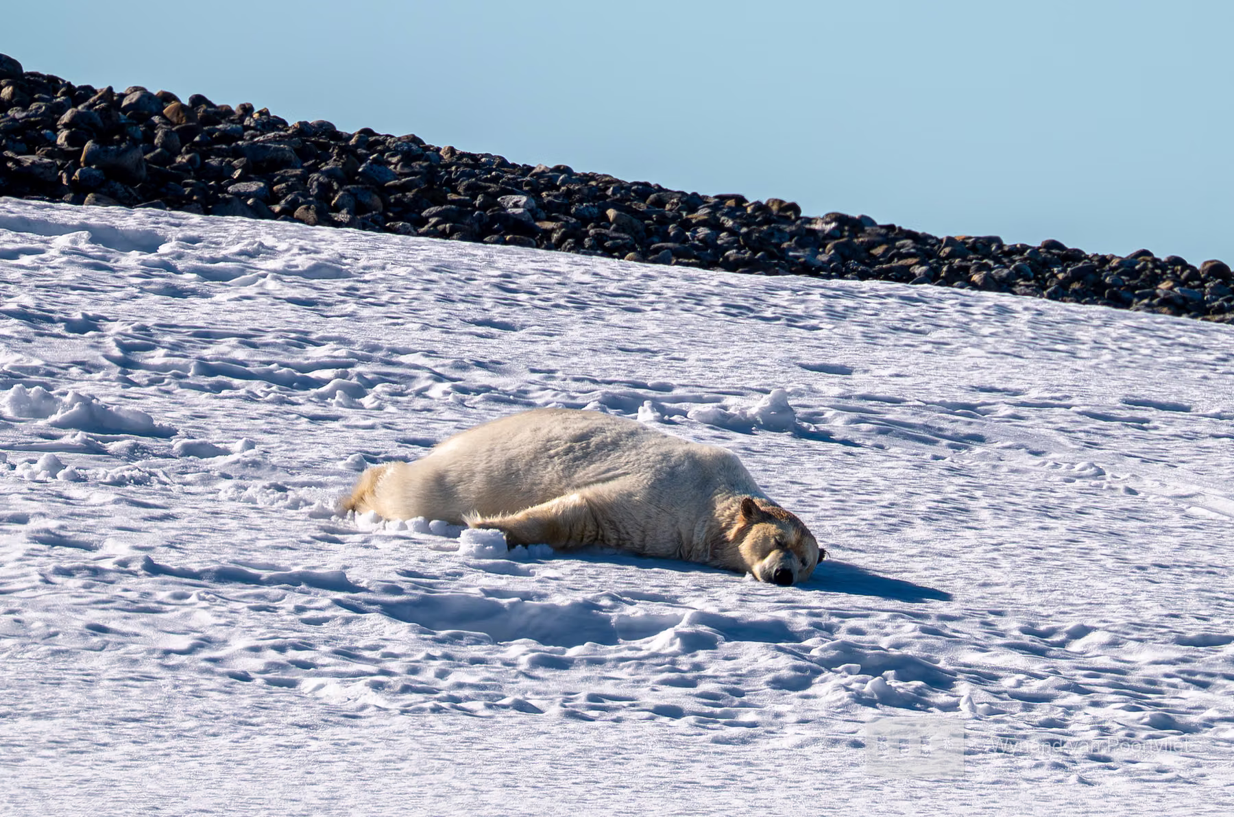 Martensøya, Spitsbergen, Svalbard