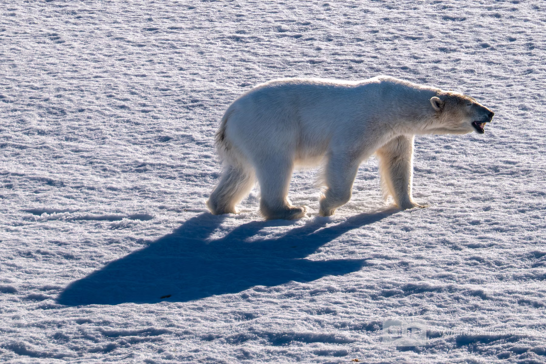 Polar Bear - Martensøya, Spitsbergen, Svalbard