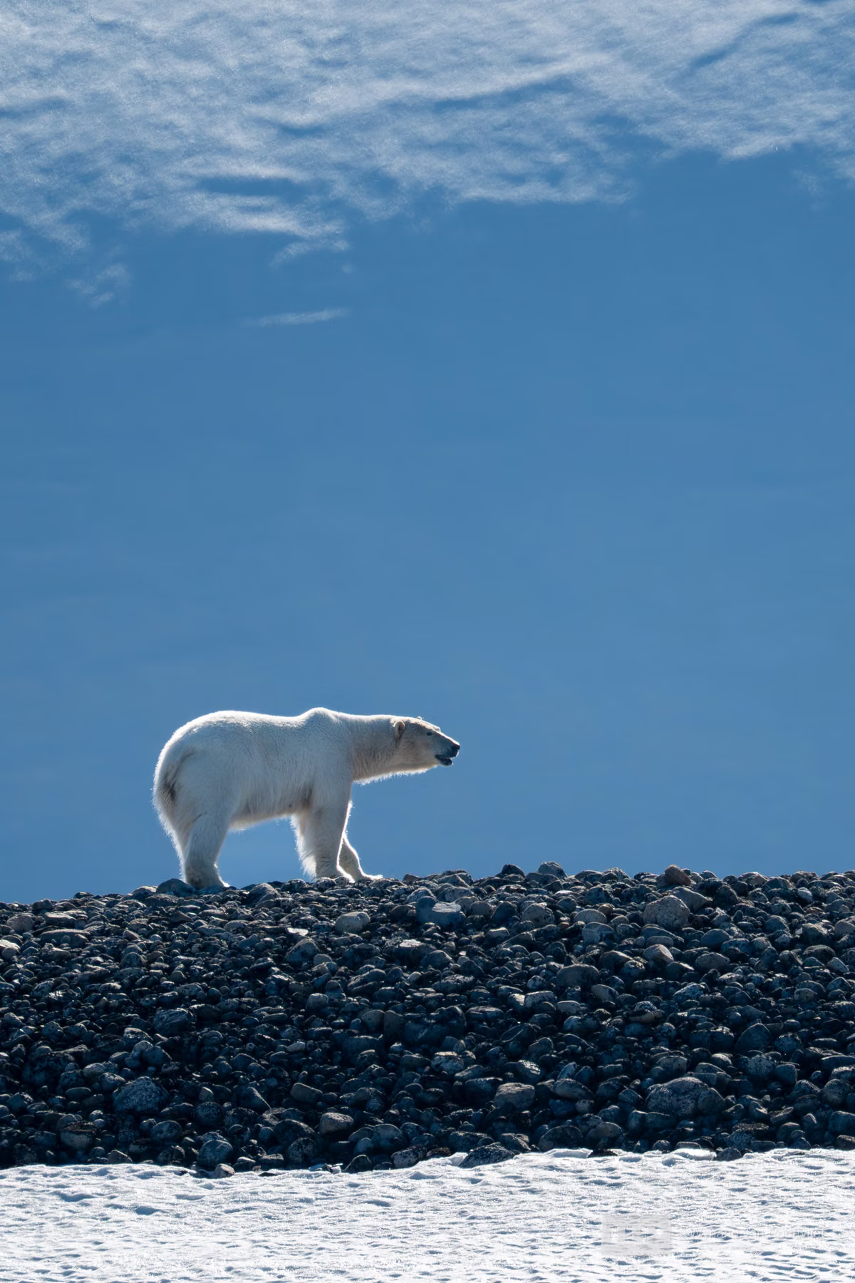 Polar Bear - Martensøya, Spitsbergen, Svalbard