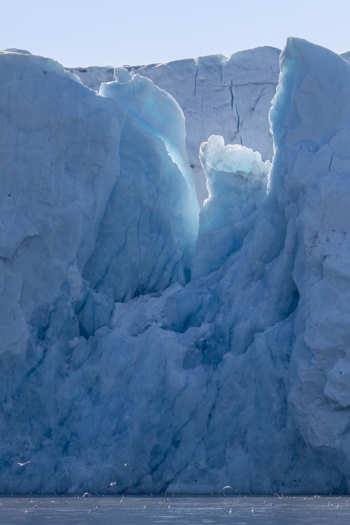Liefdeflorden - Monacobreen, Spitsbergen, Svalbard (2026)