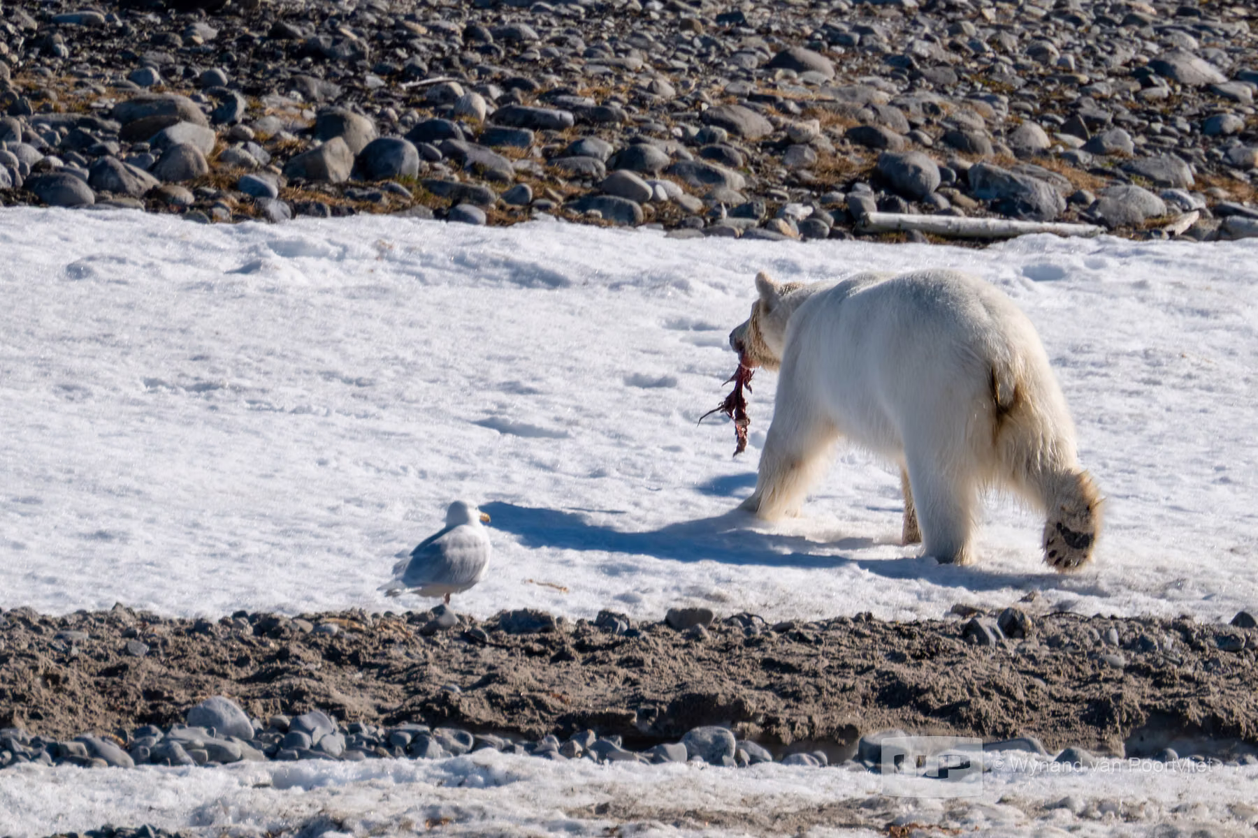 Polar Bear - Martensøya, Spitsbergen, Svalbard