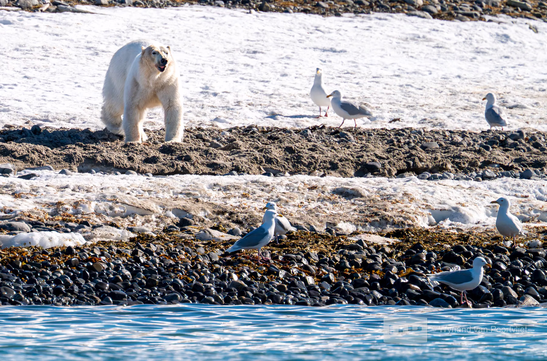 Polar Bear - Martensøya, Spitsbergen, Svalbard