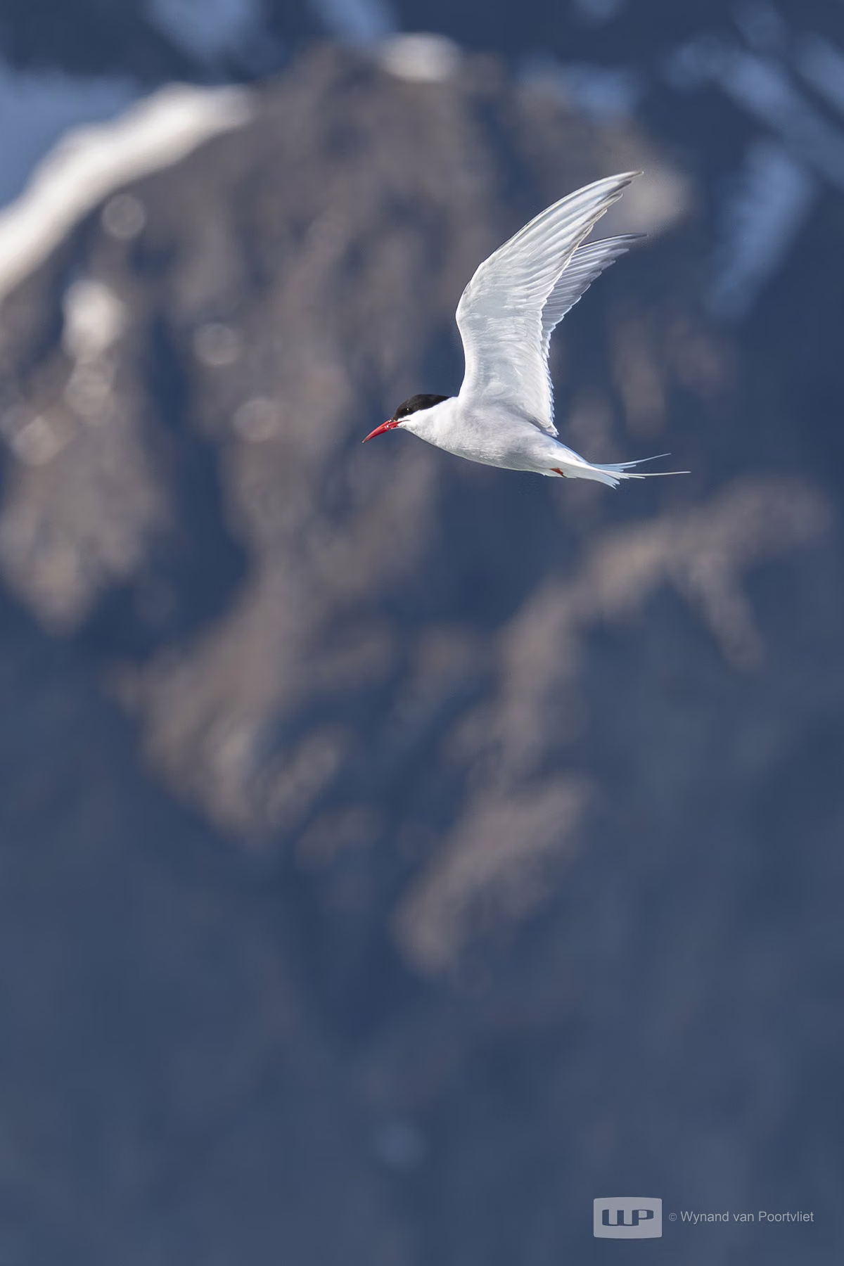 Artic Tern - Liefdeflorden - Monacobreen, Spitsbergen, Svalbard (2026)