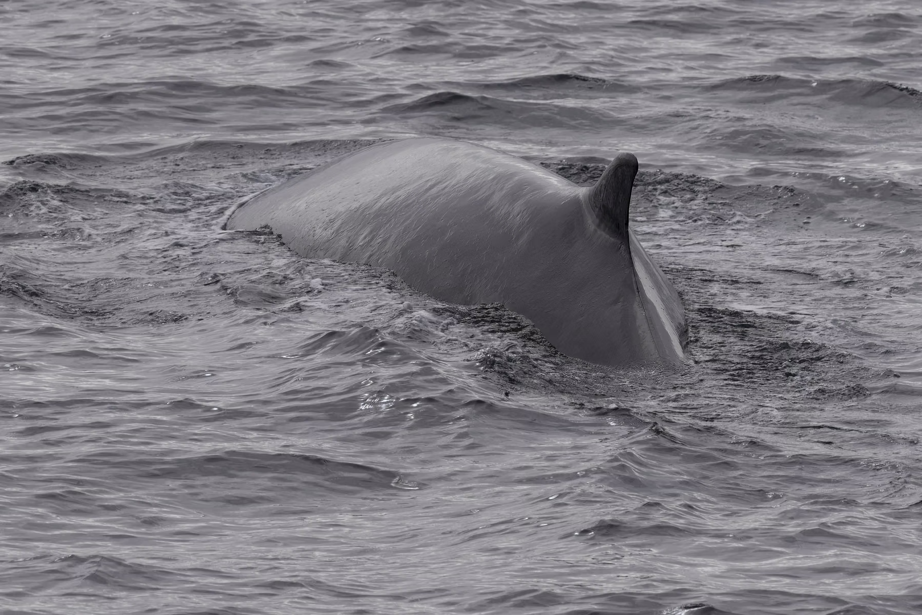 Fin Whale - Spitsbergen, Svalbard (2026)
