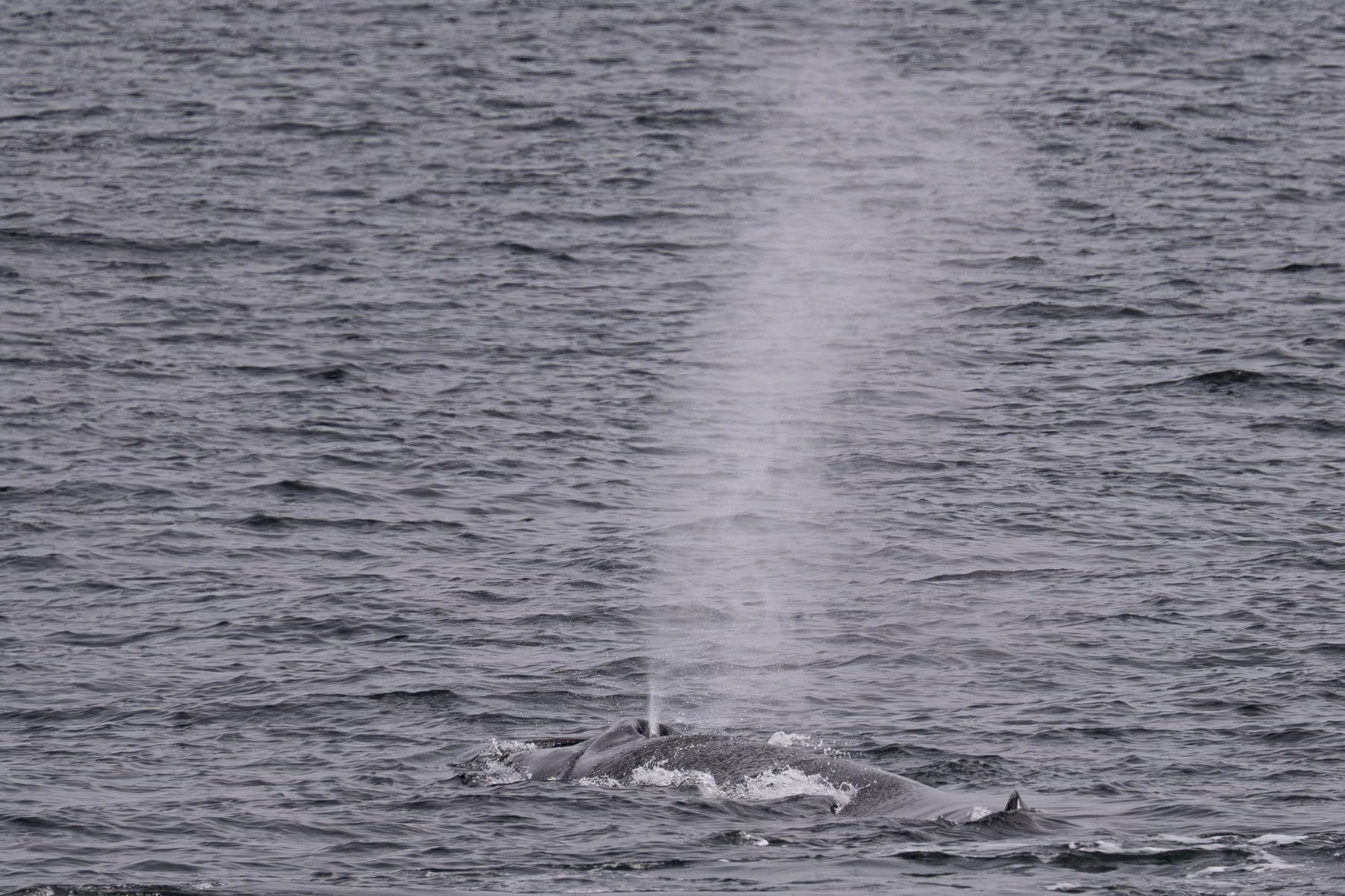 Spitsbergen, Svalbard (2026)